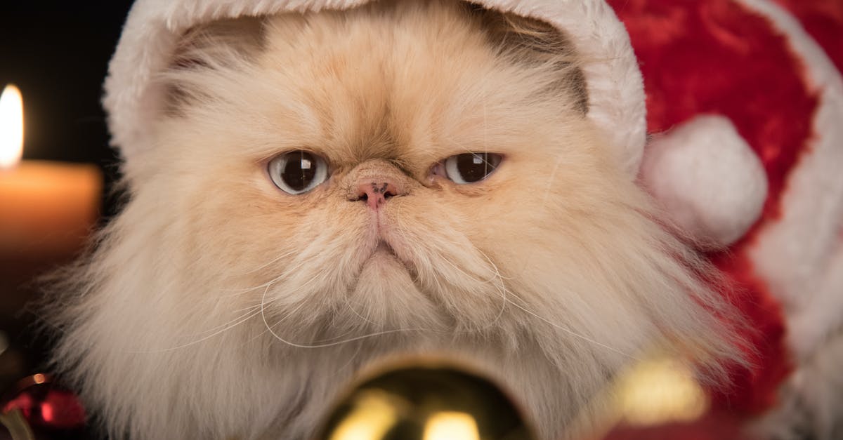 Can you change your hair in Animal Crossing Gamecube? - persian cat