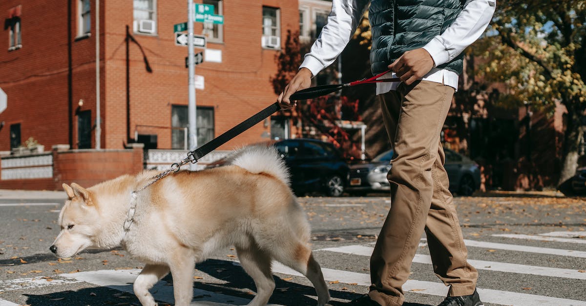 Can you change your name in Animal Crossing City Folk? - Crop anonymous African American male promenading with fluffy purebred Akita Inu dog on pedestrian cross of asphalt road Can you change your name in Animal Crossing City Folk? - Crop anonymous African American male promenading with fluffy purebred Akita Inu dog on pedestrian cross of asphalt road