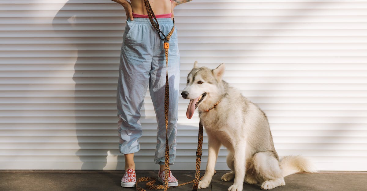 Can you change your shoes in Animal Crossing GameCube version? - Dog Sitting on Concrete Pavement 