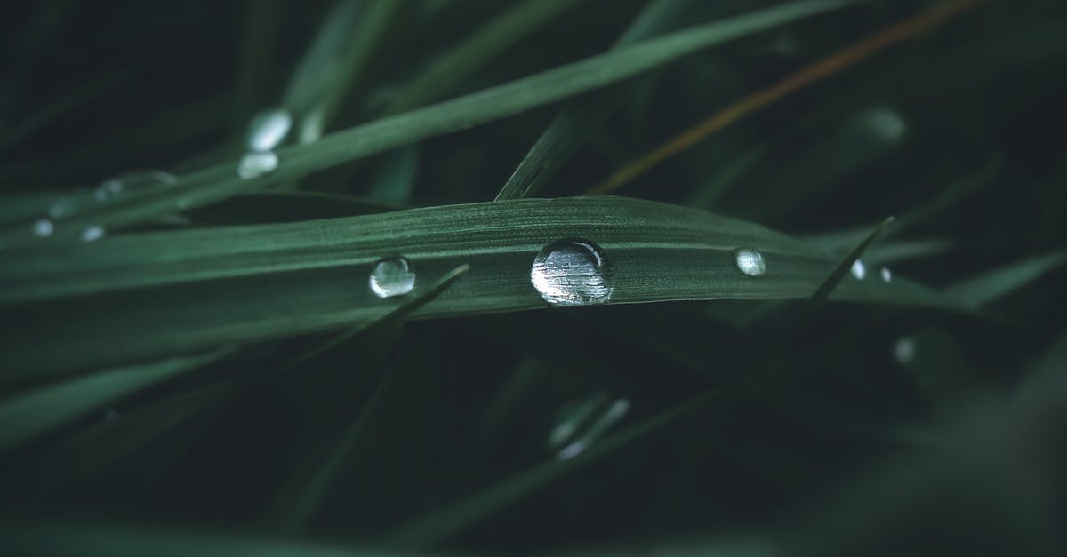 Can you drop bottlecaps? - Water Droplets on Green Leaf