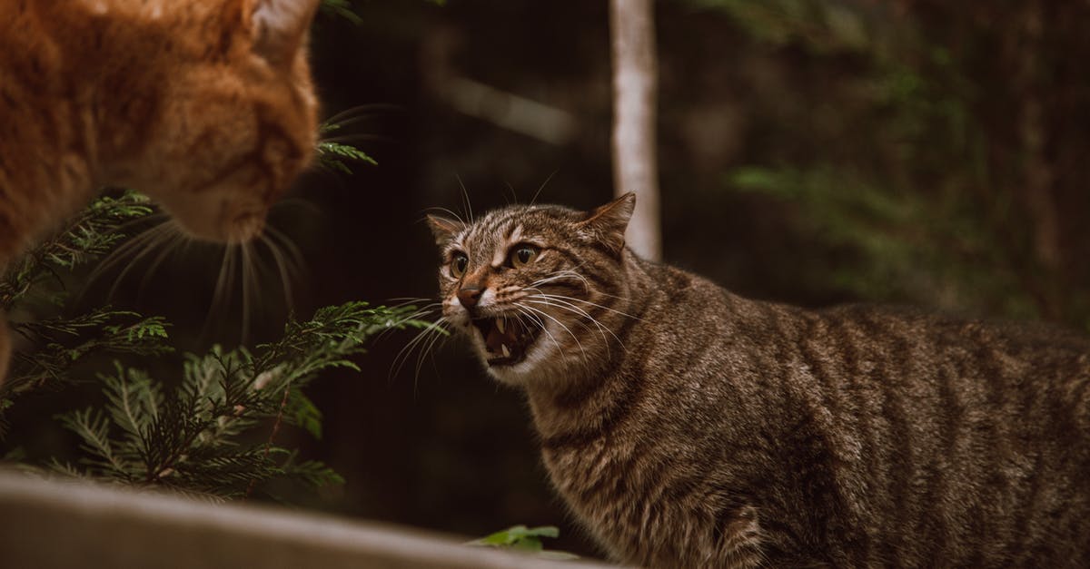 Can you fight The Eye of Cthulhu again on Terraria Mobile? - Cats on Fighting Stance