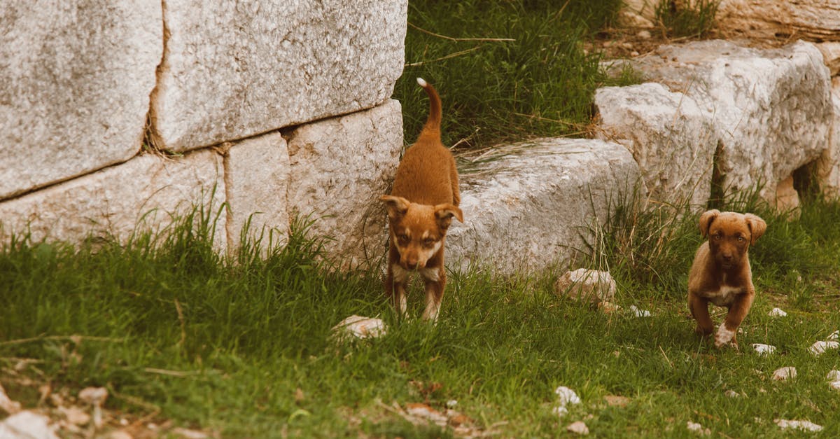 Can you get dogs or cats without the Pets expansion? - Free stock photo of animal, canine, cute