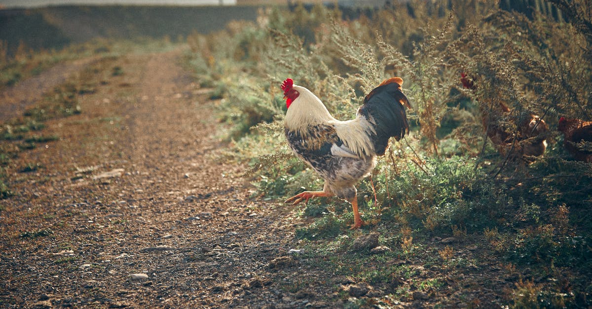 can you get freckles in animal crossing welcome amiibo? - White and Red Rooster on Brown Dried Leaves