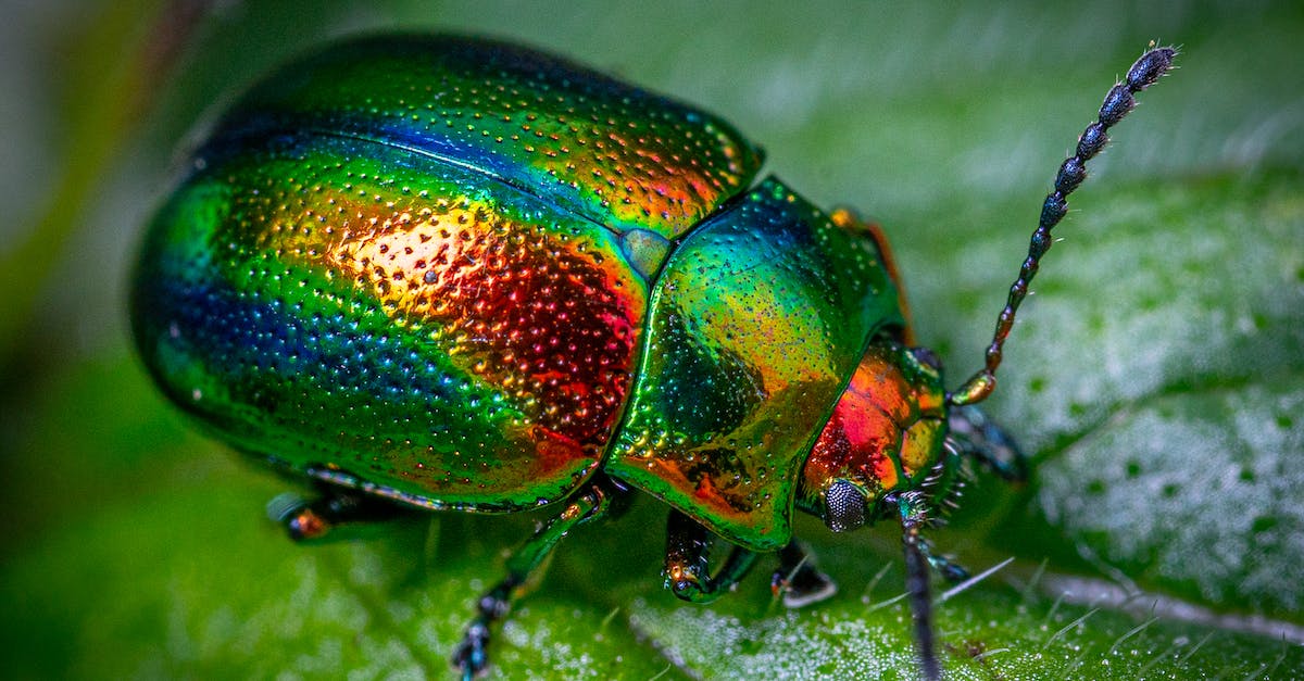 Can you have more than one golden axe in Animal Crossing: New Leaf? - Close-up Shot of a Beetle on a Leaf