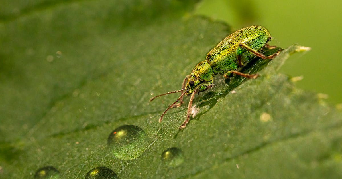 Can you have two Animal Crossing: New Leaf files? - Green and Brown Insect on Green Leaf Can you have two Animal Crossing: New Leaf files? - Green and Brown Insect on Green Leaf