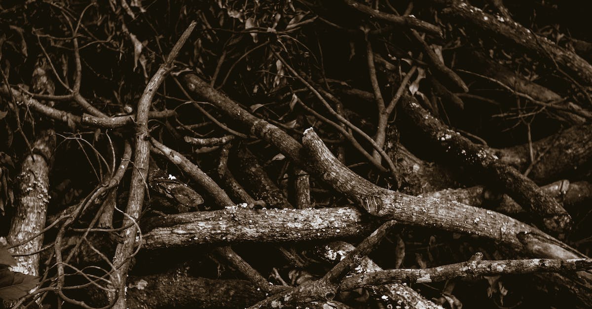 Can you import a save from Walking Dead Season 1 to Season 2? - From above pile of old dry tree trunks placed in nature in daylight