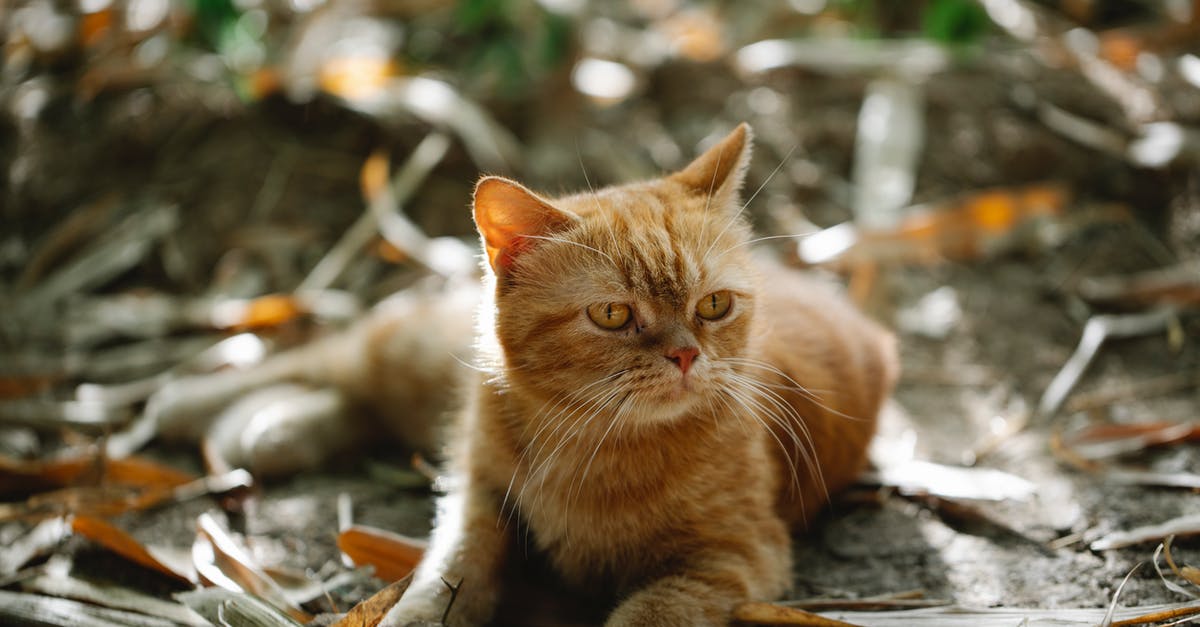 Can you lose loot on the ground that is too far away for your pet to auto-loot? - Sleepy cat lying on ground covered with yellow foliage and looking away in autumn Can you lose loot on the ground that is too far away for your pet to auto-loot? - Sleepy cat lying on ground covered with yellow foliage and looking away in autumn