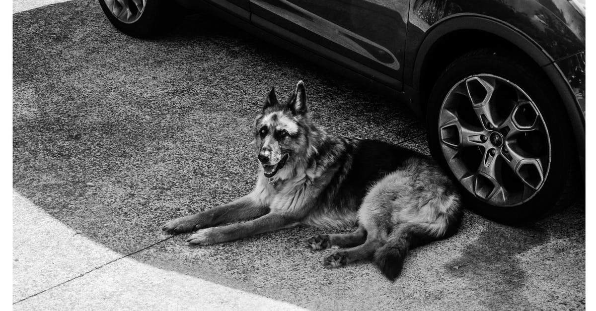 Can you lose loot on the ground that is too far away for your pet to auto-loot? - Grayscale German Shepherd Lying on Ground Can you lose loot on the ground that is too far away for your pet to auto-loot? - Grayscale German Shepherd Lying on Ground