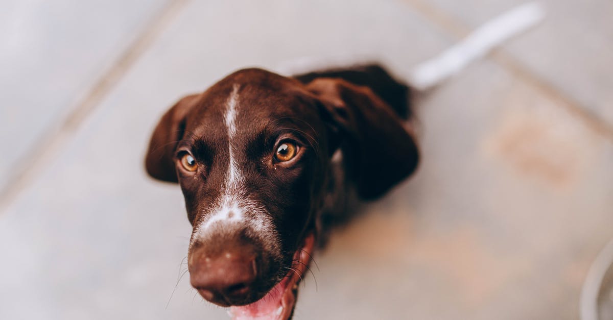 Can you lose loot on the ground that is too far away for your pet to auto-loot? - Adorable puppy sitting on sidewalk Can you lose loot on the ground that is too far away for your pet to auto-loot? - Adorable puppy sitting on sidewalk