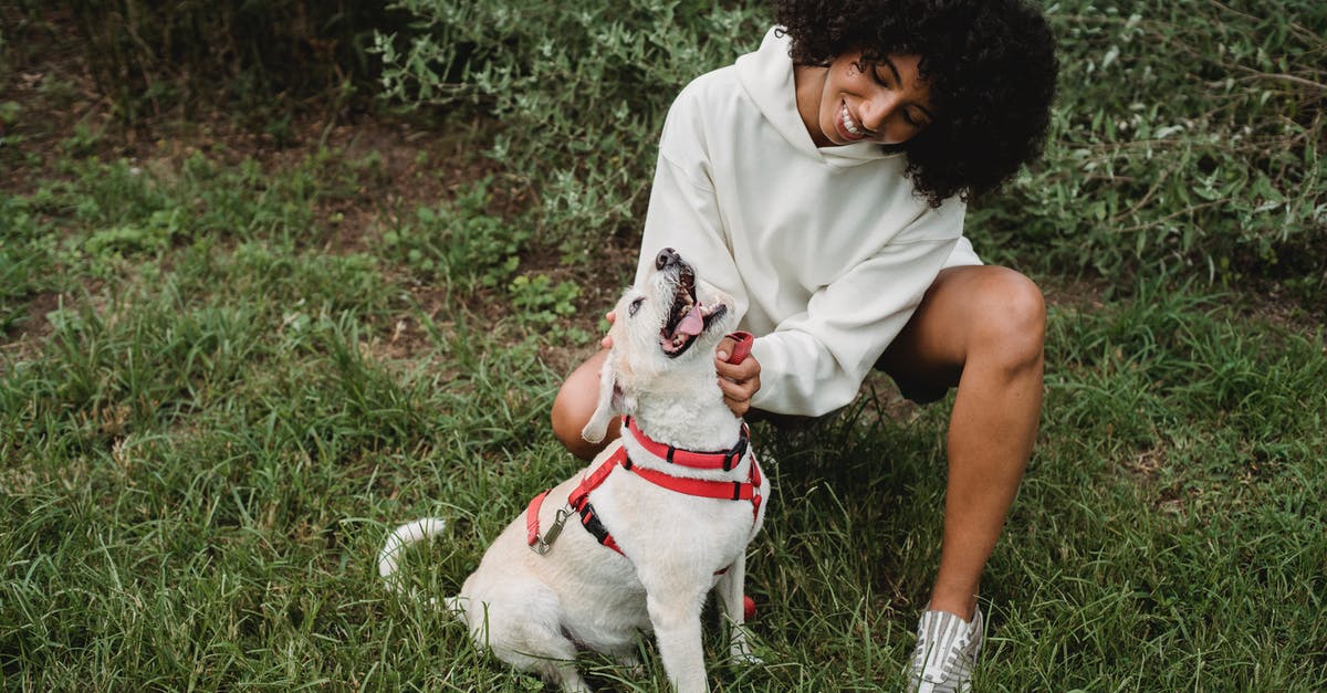 Can you play without doing any companion quest? - Full body of cheerful African American female stroking playful dog on red leash while squatting on grassy lawn in street