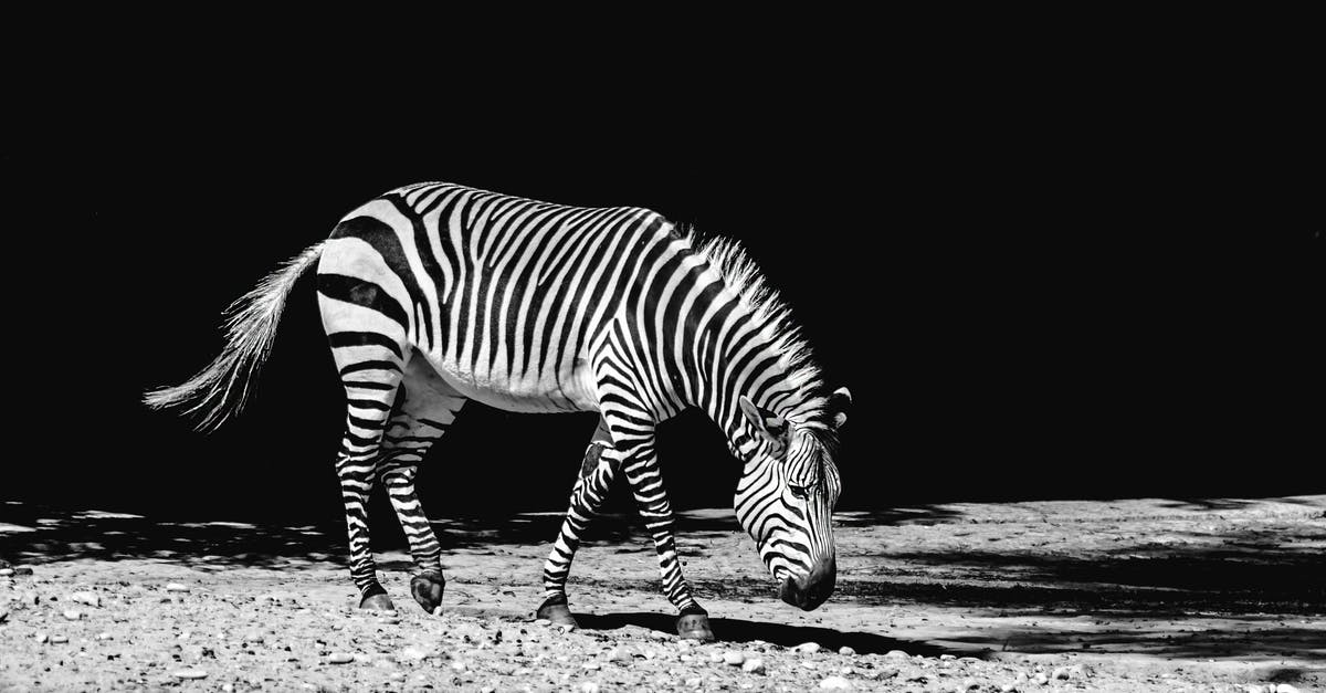 Can you spend your time just walking around in Animal Crossing? - Grayscale Photography of Zebra