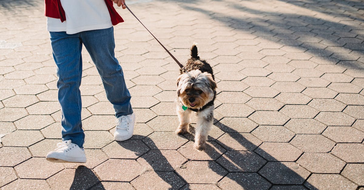 Can you spend your time just walking around in Animal Crossing? - Crop anonymous kid in casual wear strolling on urban pavement with Yorkshire Terrier in sunlight