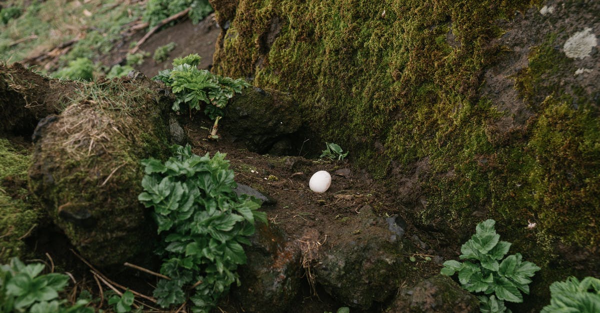 Can you stop/pause egg incubation? [duplicate] - Single bird egg in ground nest