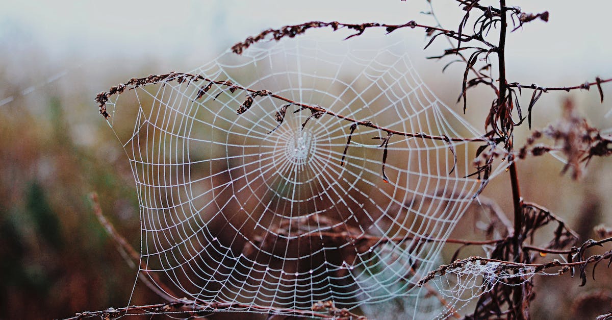 Can you trap the ender dragon? - Spider Web on Brown Tree Branch