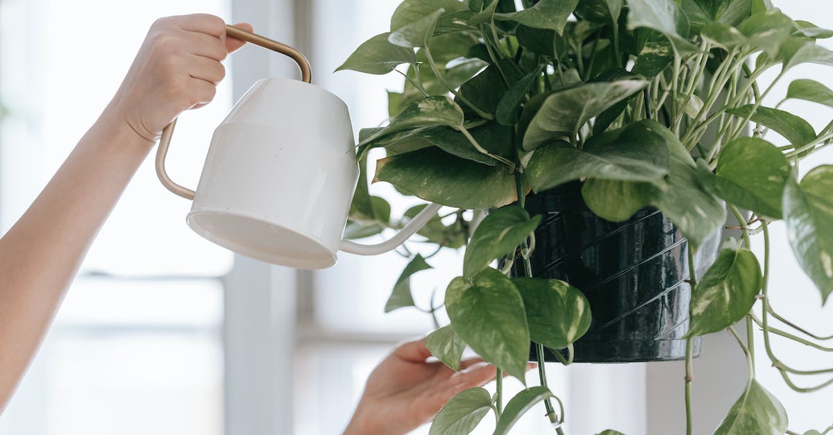 Can you upgrade a room to merge it? - Crop faceless person with watering can pouring water into pot with green plant while standing with raised arms in room near window on blurred background Can you upgrade a room to merge it? - Crop faceless person with watering can pouring water into pot with green plant while standing with raised arms in room near window on blurred background