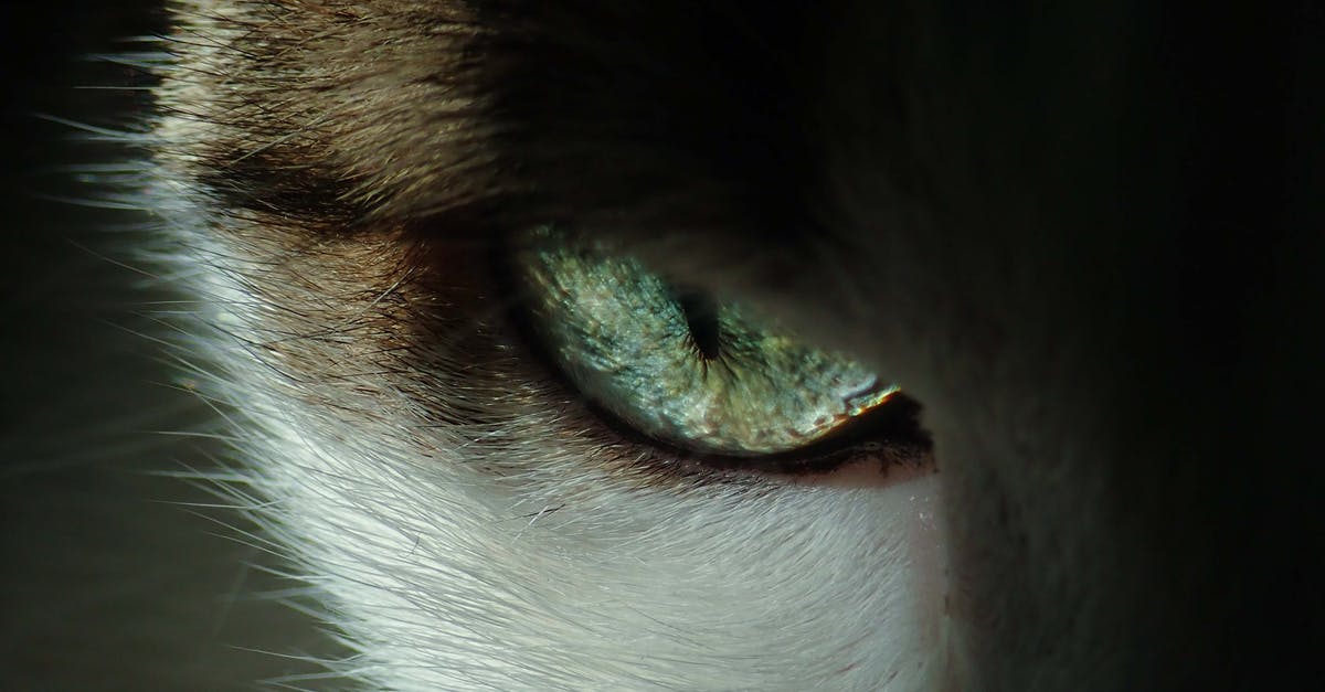Cancelling cat potion (night vision) - Blue and White Cat Eye