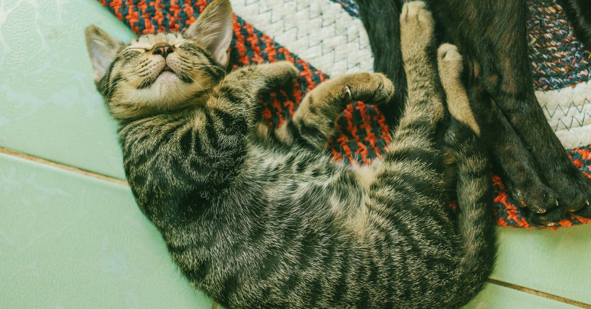 Cancelling cat potion (night vision) - Photo of Brown Tabby Cat on White Tile Floor