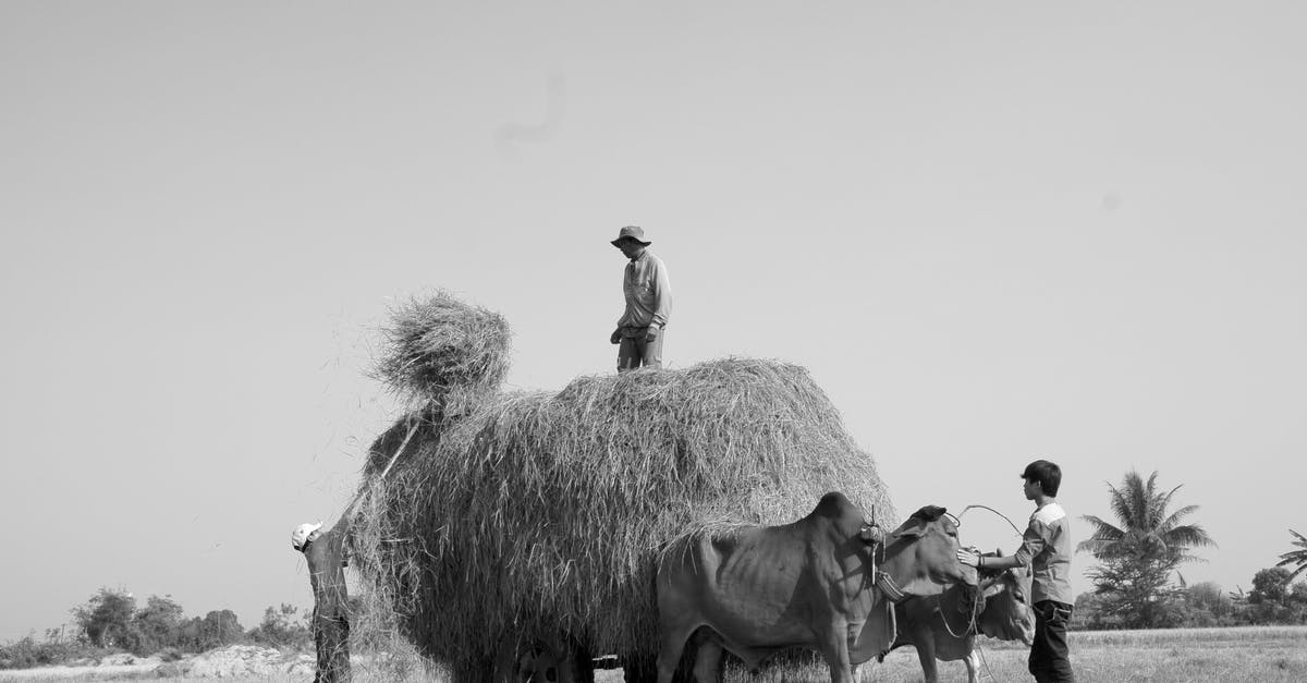 Cannot kill Bull and Gouger in the quest "Confidence Man" - Grayscale Photo of People Stacking Hays Cannot kill Bull and Gouger in the quest "Confidence Man" - Grayscale Photo of People Stacking Hays