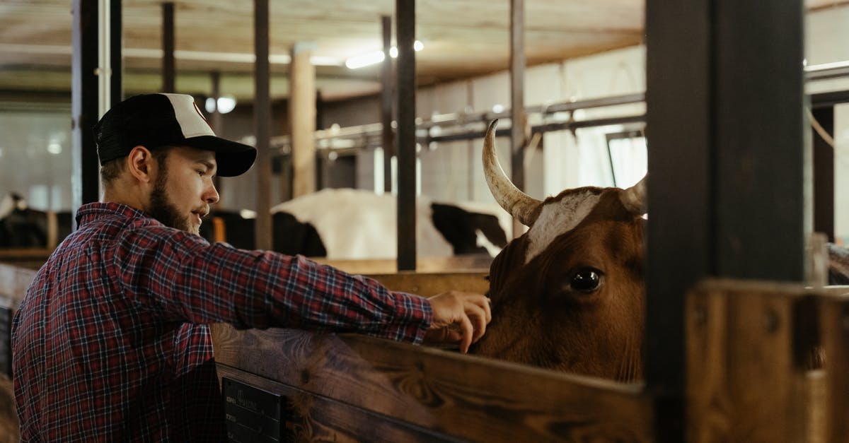 Cannot kill Bull and Gouger in the quest "Confidence Man" - Man in Blue and White Plaid Dress Shirt Standing Beside Brown Cow Cannot kill Bull and Gouger in the quest "Confidence Man" - Man in Blue and White Plaid Dress Shirt Standing Beside Brown Cow