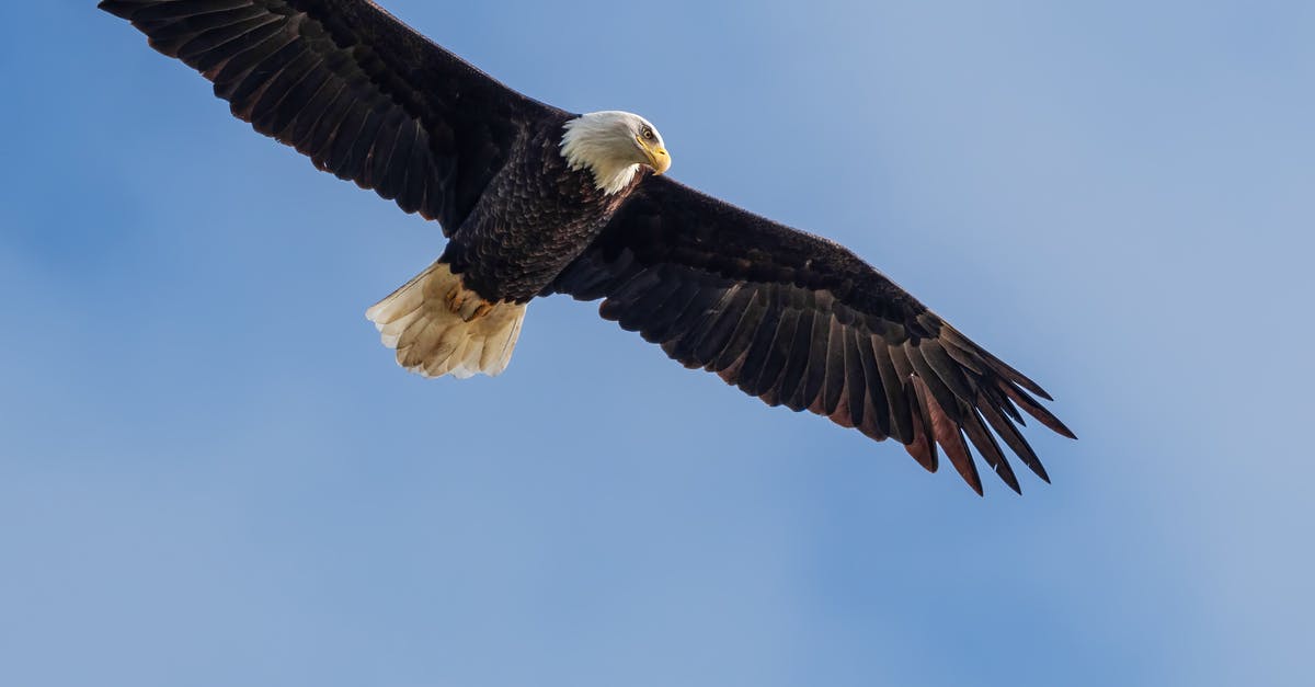 Cannot Move Half Life 2 and Episode 1 - Wild eagle soaring in blue skies Cannot Move Half Life 2 and Episode 1 - Wild eagle soaring in blue skies