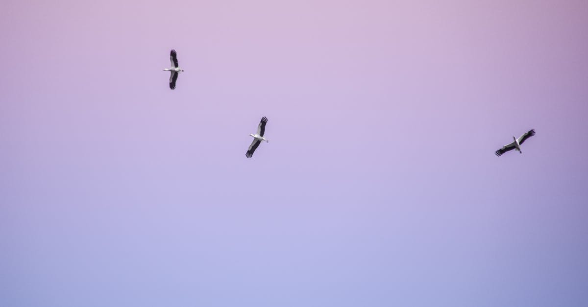 Cannot Move Half Life 2 and Episode 1 - From below of birds with black and white plumage spreading wings while soaring in cloudless sky at sunset Cannot Move Half Life 2 and Episode 1 - From below of birds with black and white plumage spreading wings while soaring in cloudless sky at sunset