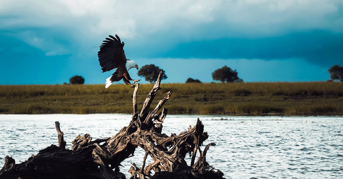 Champion Island; Where are the three pieces of driftwood that the Kijimuna asks you to find? - Eagle on Top of Tree Branch