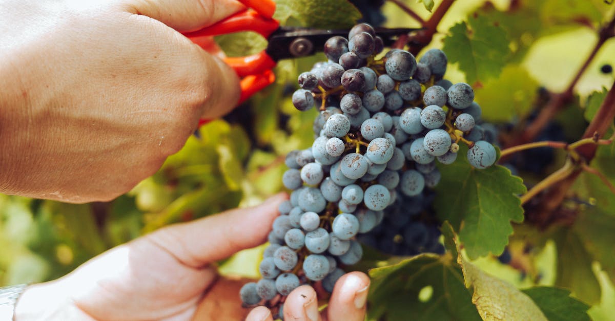 Champion picking [closed] - Person Harvesting Grapes