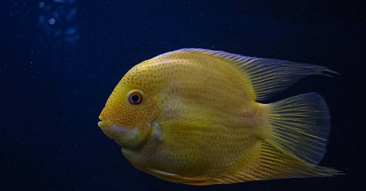 Chances of getting 5 golden legendaries in a single pack? - Yellow Fish in Close-up Photography Chances of getting 5 golden legendaries in a single pack? - Yellow Fish in Close-up Photography