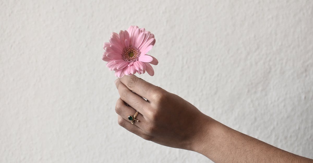Chances of getting 5 golden legendaries in a single pack? - Unrecognizable person with golden ring on finger demonstrating small single flower with pink petals in hand on rough white background Chances of getting 5 golden legendaries in a single pack? - Unrecognizable person with golden ring on finger demonstrating small single flower with pink petals in hand on rough white background