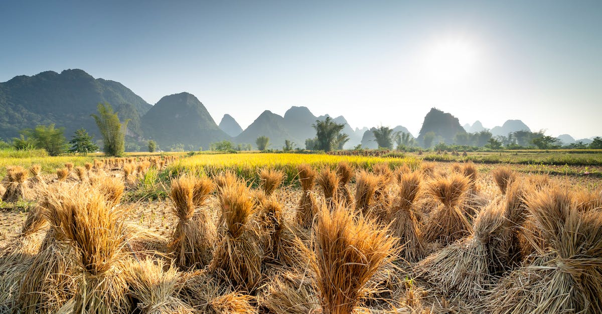 Change account in Hay Day - Landscape of valley with sheaves near green grass and plants near hills on background under cloudless sky in summer sunny day