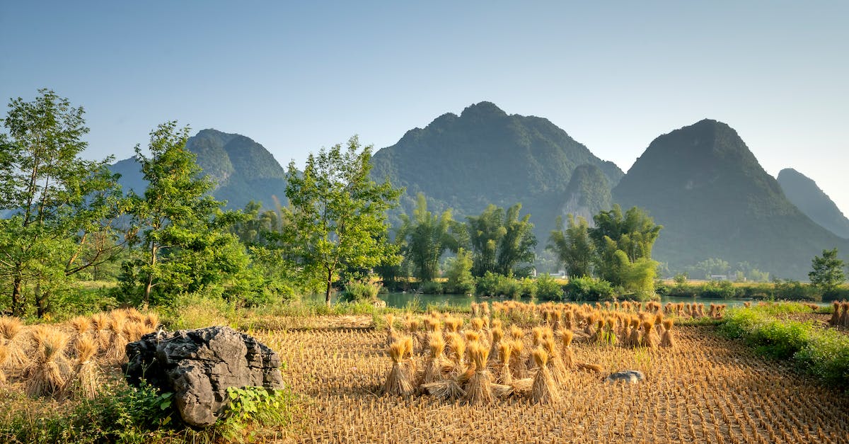 Change account in Hay Day - Field with sheaves near trees and mountains
