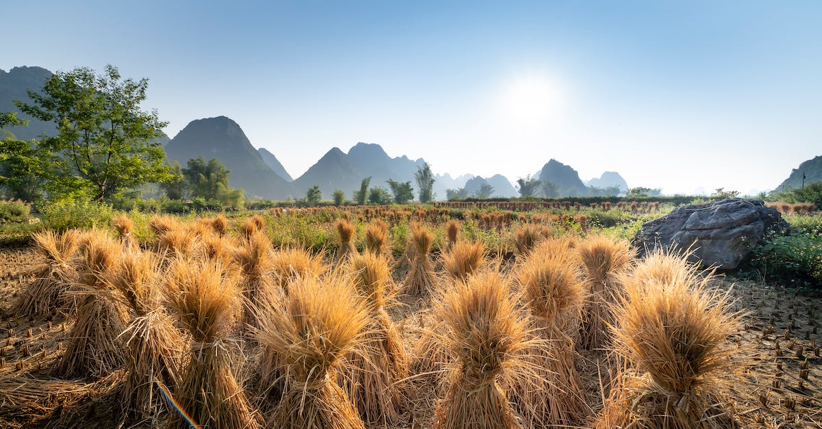 Change account in Hay Day - Landscape of valley with sheaves near boulder and green grass near trees and hills on background under blue cloudless sky in summer sunny day