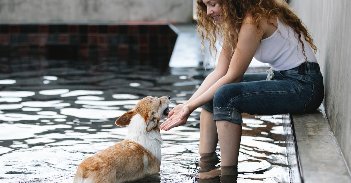 CK2 - Others' potential army size - Side view of content female taming purebred dog with ball in mouth while looking at each other in swimming pool