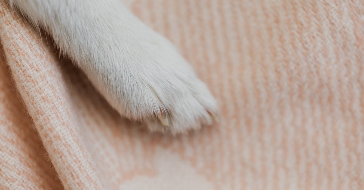 Clean up diep.io sandbox? - White Short Coated Dog Paw on Brown Textile