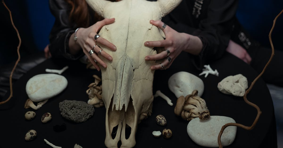 Combination artifacts assembled in campaigns - Person Holding White Animal Skull Combination artifacts assembled in campaigns - Person Holding White Animal Skull