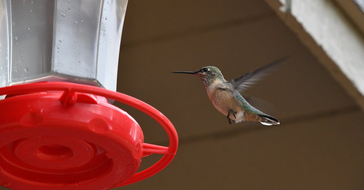 Command block check if entity is hovering over another entity - Brown Humming Bird Flying Command block check if entity is hovering over another entity - Brown Humming Bird Flying