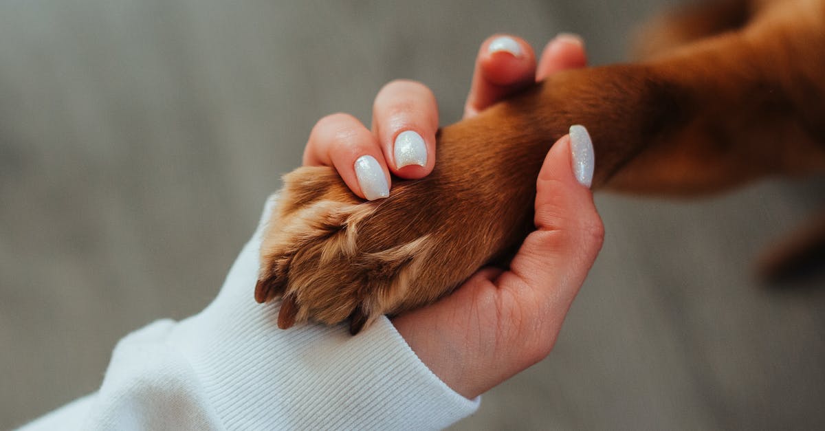 Command Headache - money system /w command blocks - Unrecognizable woman holding paw of dog