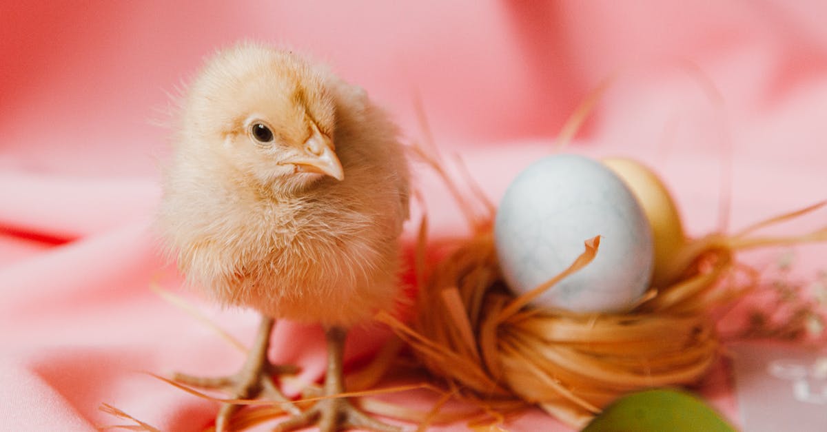 Command to create chicken which doesn't lay eggs - A Chick And Eggs On A Nest