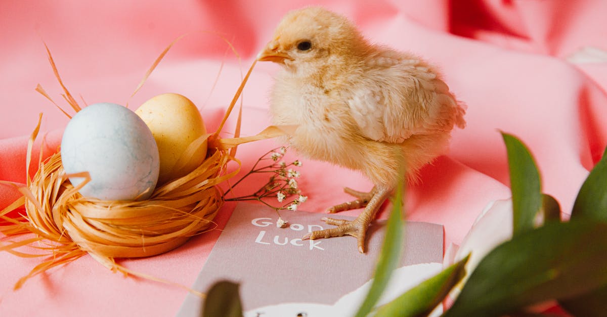 Command to create chicken which doesn't lay eggs - A Bird's Nestick With Two Colored Eggs Beside A Chick
