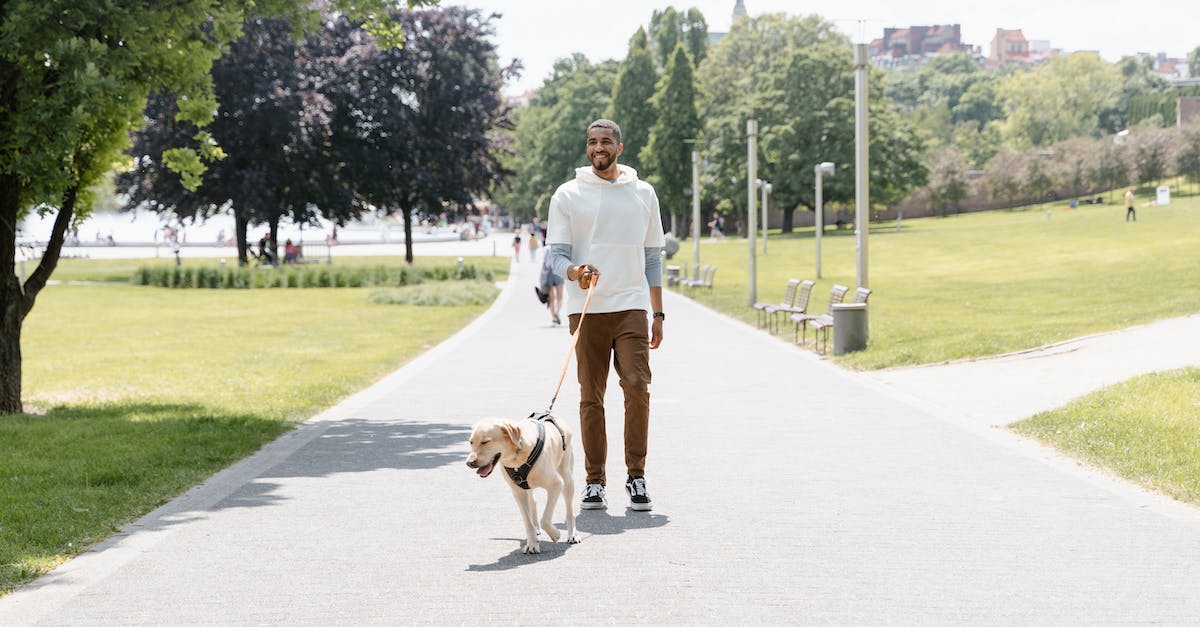 Companion leaving and losing items - Man in White T-shirt Walking With Brown Short Coated Dog on Gray Concrete Road during Companion leaving and losing items - Man in White T-shirt Walking With Brown Short Coated Dog on Gray Concrete Road during