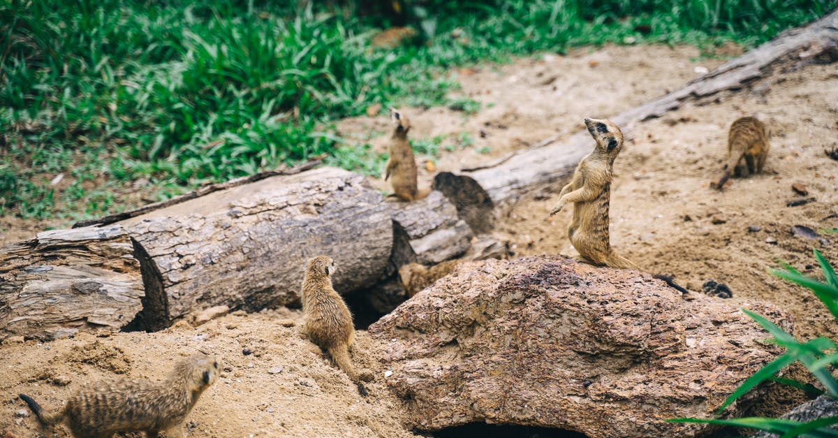 Condensed Mob Names in Scoreboard - A Gang of Meerkat on the Ground Condensed Mob Names in Scoreboard - A Gang of Meerkat on the Ground