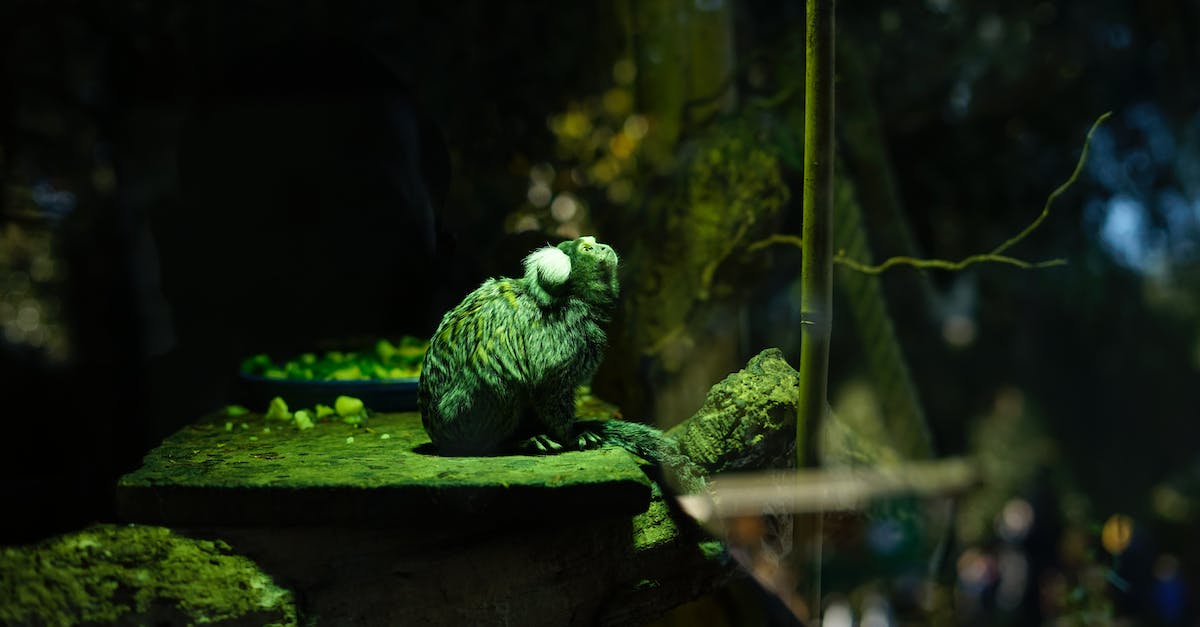 Conditions for turbo boost fail? - Night Monkey Sitting in Vivarium in Zoo