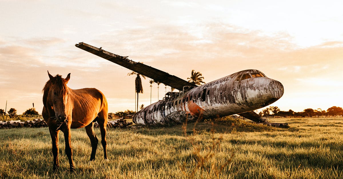 Crashed when storing Pokémon - Warm blooded purebred stallion standing on pasture near dirty plane after having accident in countryside at colorful sundown Crashed when storing Pokémon - Warm blooded purebred stallion standing on pasture near dirty plane after having accident in countryside at colorful sundown