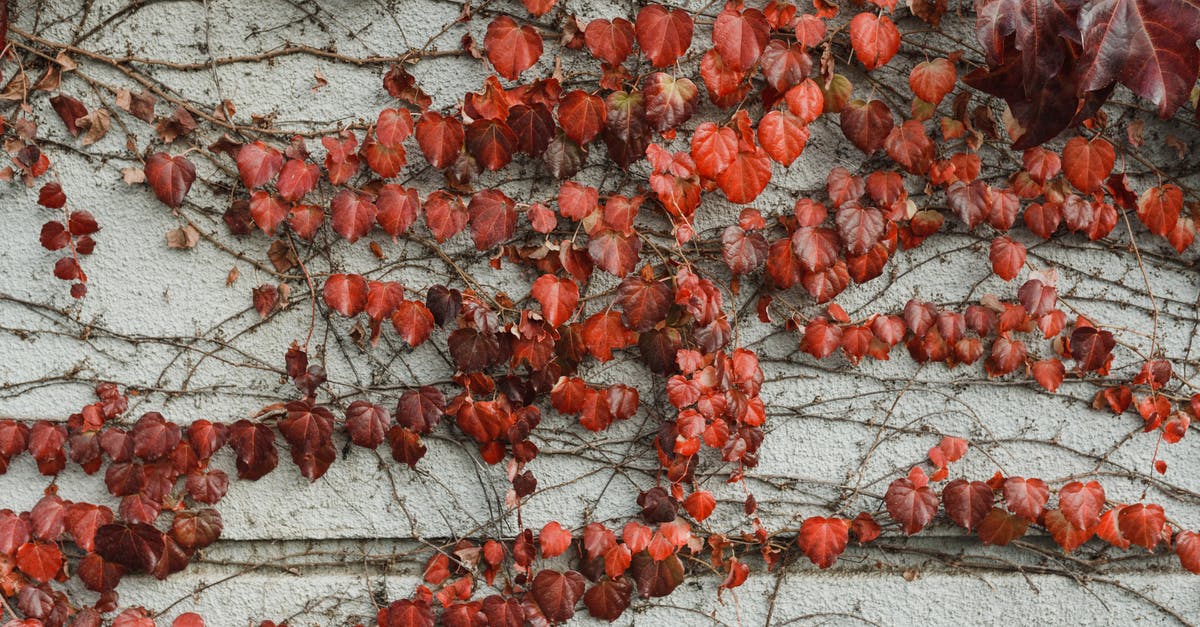 Creeper fall damage - Red Creeper Plant on a Wall