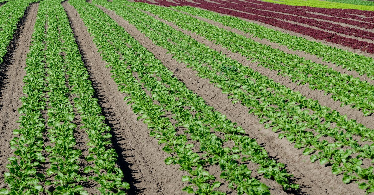 Crop growing speeds - Purple and Green Flower Field