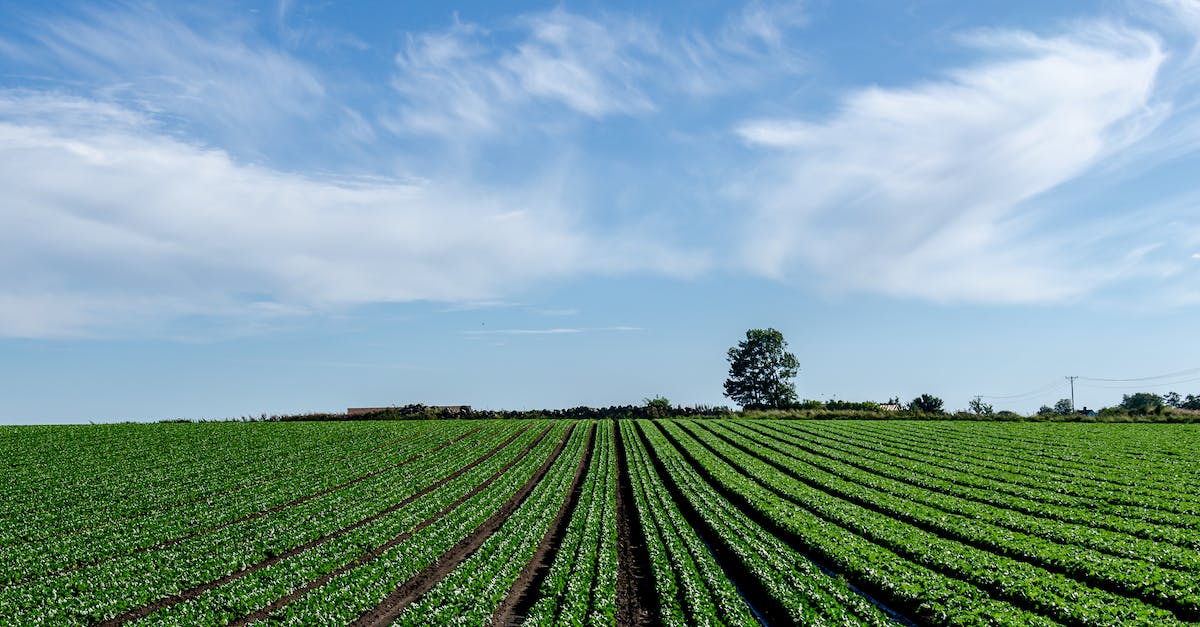 Crop growing speeds - Green Grass Field Under Blue Sky
