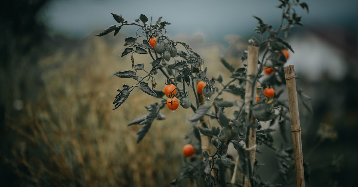 Crop growing speeds - Selective Focus Photography of Red Fruits