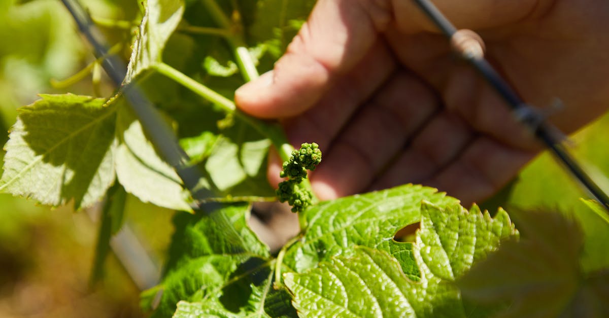 Crop growing speeds - Person Checking Crop in Garden