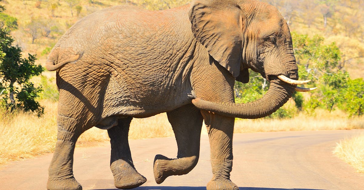 Crossy road disco elephant character - Gray Elephant with Brown Soil Smudged on Skin Walking on Road Crossy road disco elephant character - Gray Elephant with Brown Soil Smudged on Skin Walking on Road