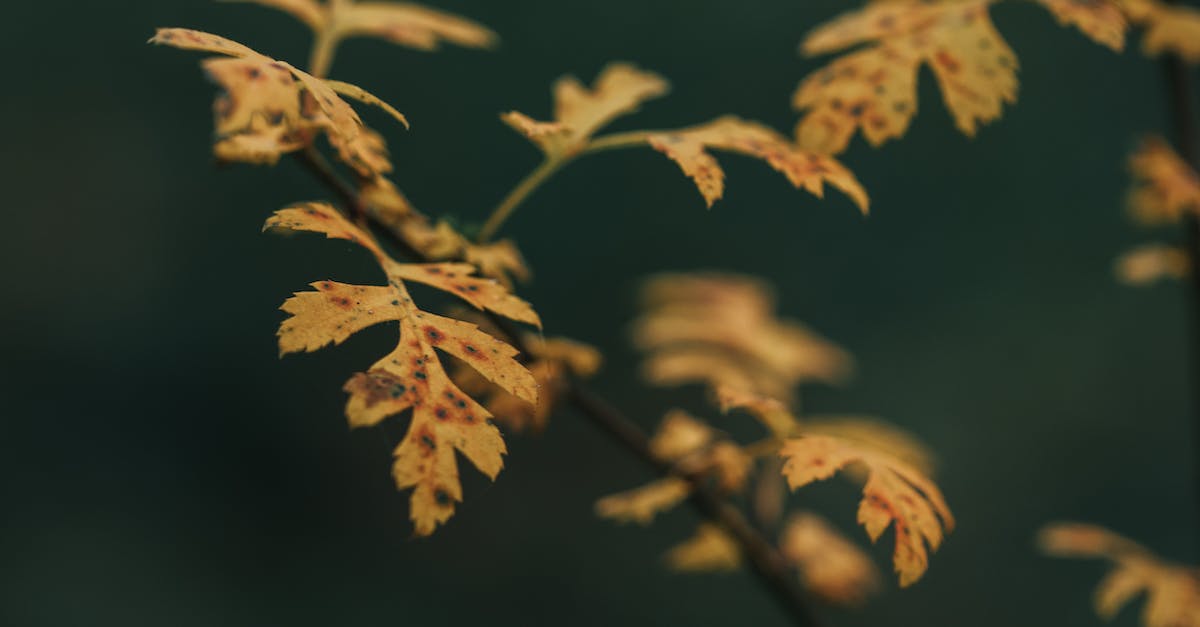 Dark Oak Trees are not growing even though all requirements are met - Yellow leaves on oak branch